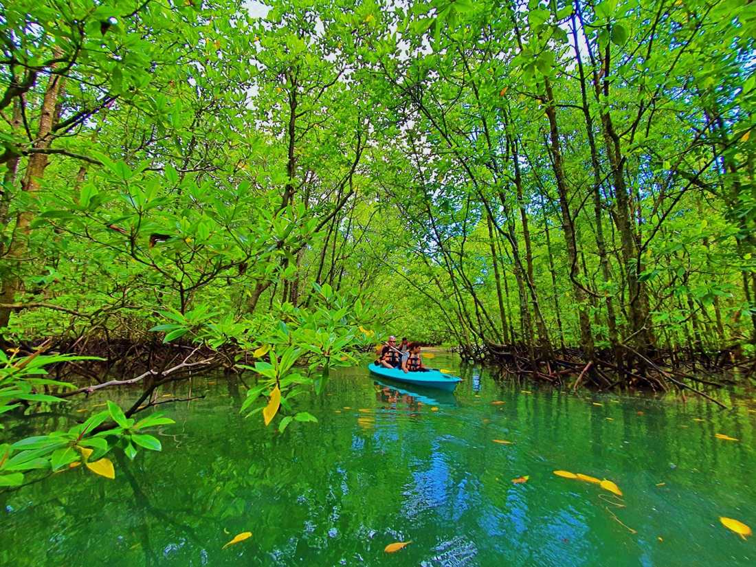 Kayak in green mangrove channel
