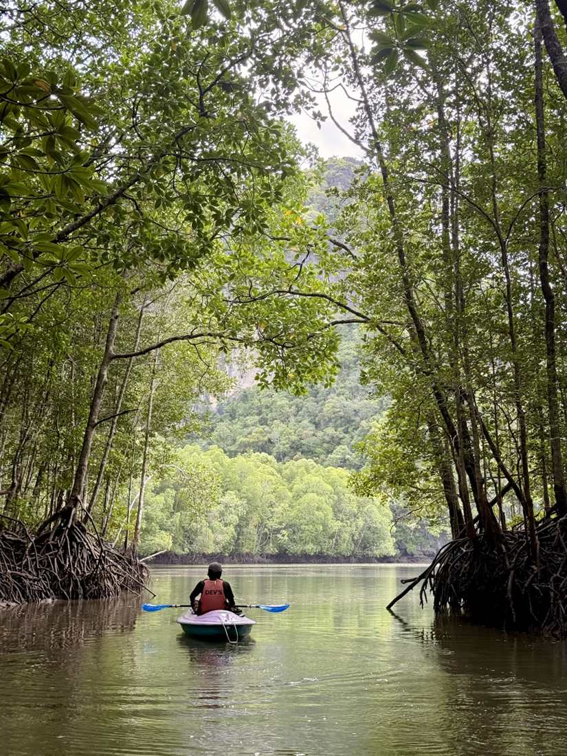 Kayaking through the mangroves
