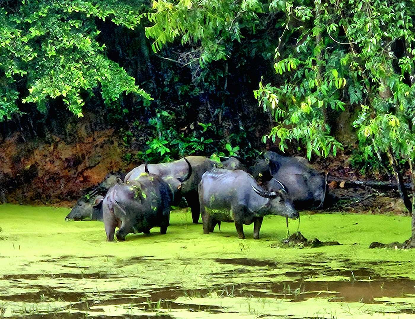 Water buffalo