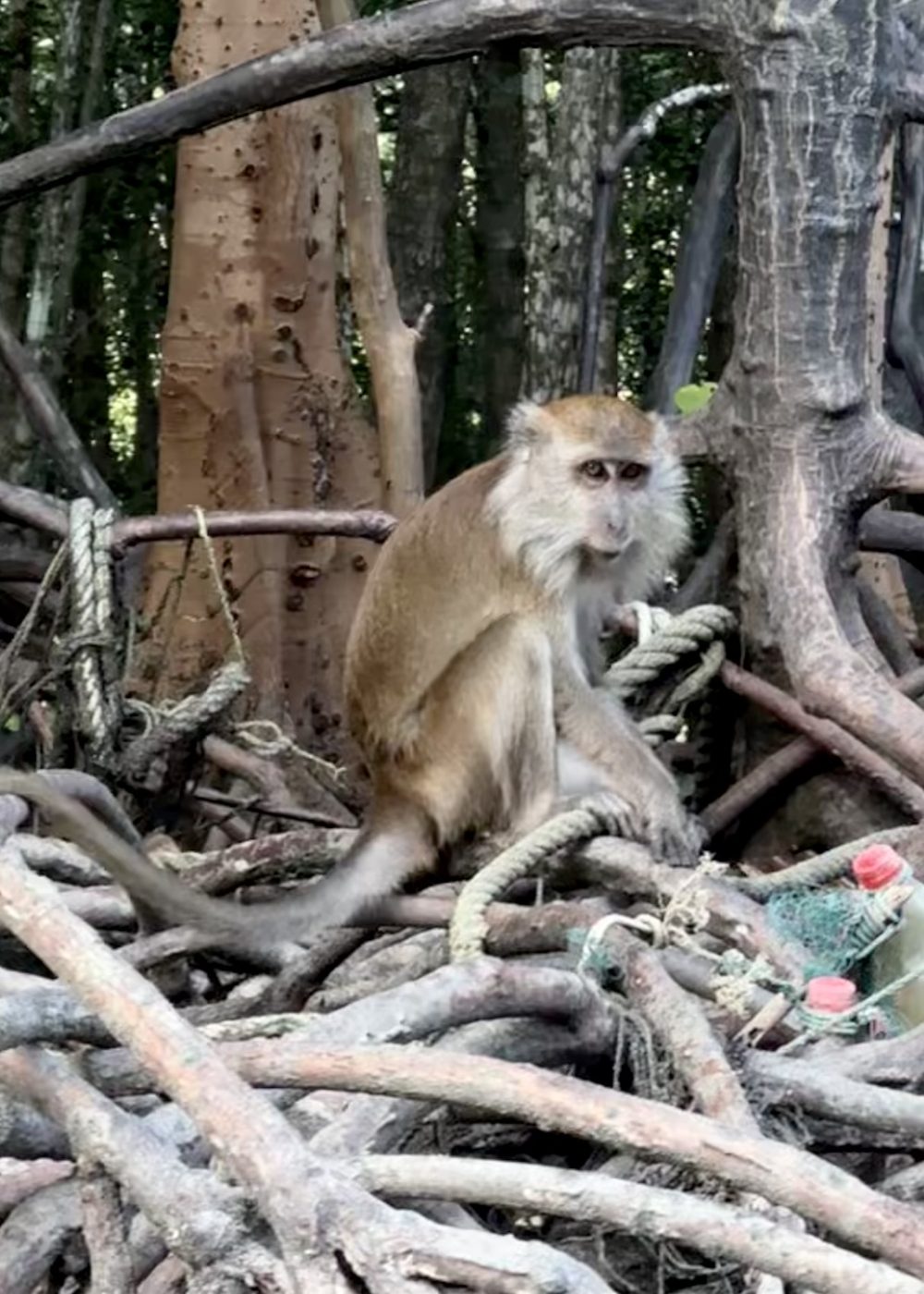 Long-tailed macaque in the mangroves