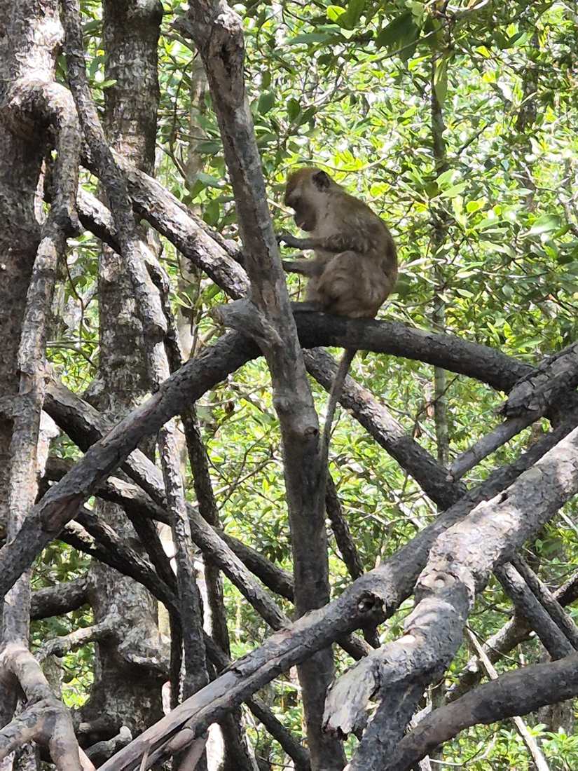Monkey on mangrove roots