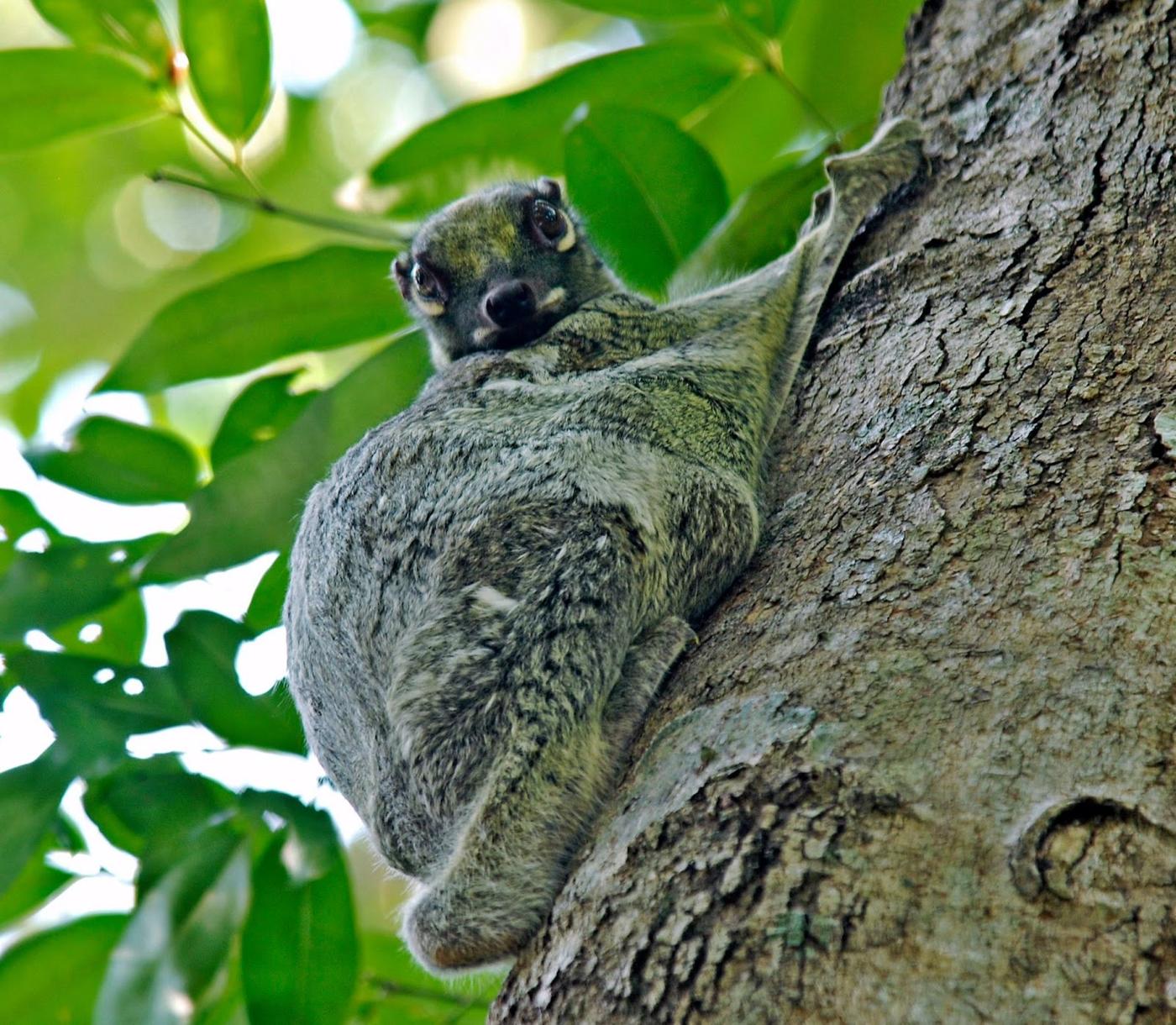 Flying lemur on a tree