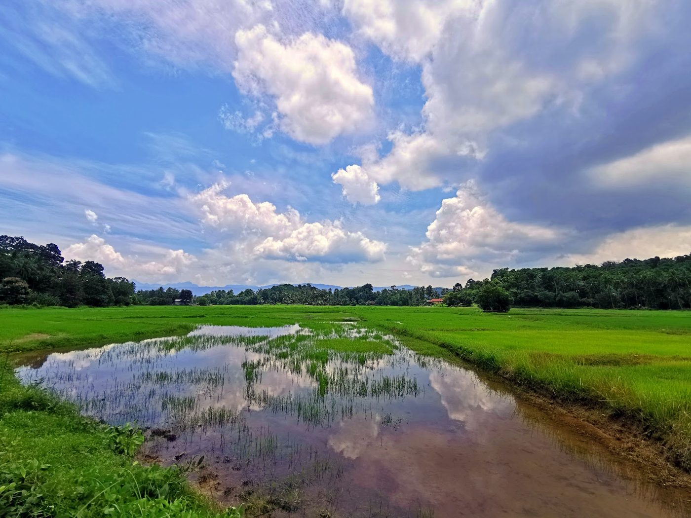 Paddy field and sky
